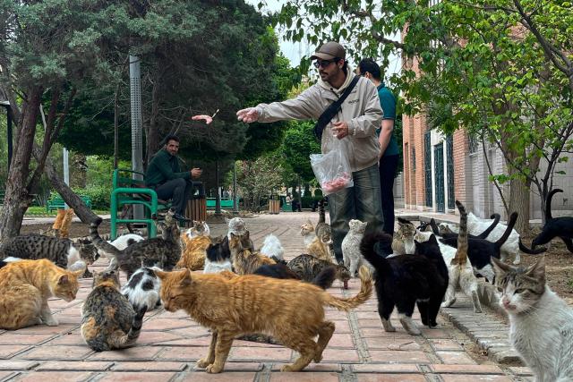 TOPSHOT - A man feeds stray cats in a park in Tehran on April 20, 2026, amid a ceasefire that came into effect last week. Iran insisted it has no plan to attend a new round of negotiations with the United States on April 20, as uncertainty grows over a push to stop the Middle East war from resuming. US President Donald Trump said he was sending negotiators to Pakistan for talks on ending the war that engulfed the region and rattled global markets, while repeating threats to attack Iran's energy infrastructure if it did not make a deal. (Photo by AFP)