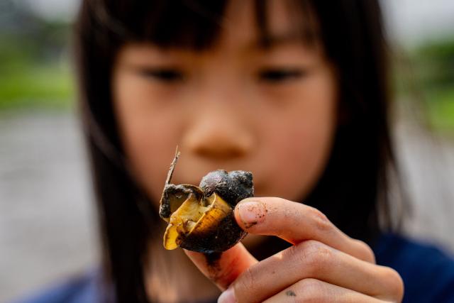 A girl holds apple snails in a muddy field ahead of an organised event, involving mud races and wrestling matches, in Hong Kong on April 18, 2026. (Photo by Leung Man Hei / AFP)