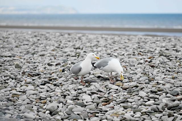 Herring Gulls look for food on the beach at Abergele in north Wales on April 21, 2026. (Photo by Paul ELLIS / AFP)