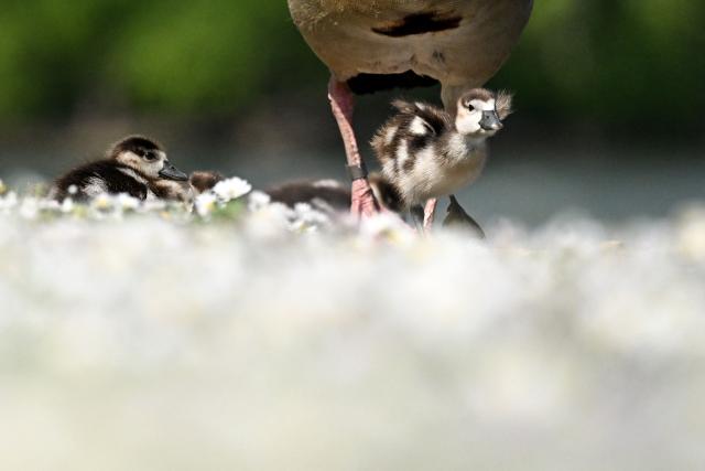 An Egyptian goose walks with her goslings along the Main river embankment in Frankfurt am Main, western Germany, on April 21, 2026 with air temperature reaching 13 degrees Celsius. (Photo by Kirill KUDRYAVTSEV / AFP)