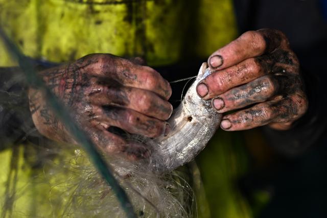 Jeremie Sauzet, fisherman in Valras-Plage, Southern France, sorts fish in his net on March 21, 2026. (Photo by Gabriel BOUYS / AFP)