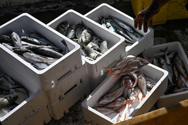 Sam Salaun, fisherman in Valras-Plage, Southern France, sorts his fishing on March 21, 2026. (Photo by Gabriel BOUYS / AFP)