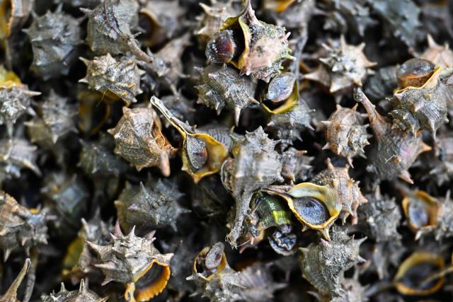 Murex snails, part of the catch of the day are pictured on fishermen's boat the "Laisse Dire 2" in Valras-Plage, Southern France, on March 21, 2026. (Photo by Gabriel BOUYS / AFP)