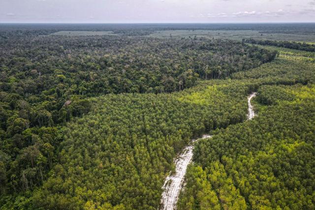 This aerial picture taken on February 11, 2026 shows native forest trees (L) and industrial crops (R) side-by-side in Lahei Mangkutup, Kapuas Regency in Indonesia's Central Kalimantan Province. Vast tracts of Indonesian rainforest home to endangered orangutans have been cleared for plantations supplying a maker of "carbon-neutral" packaging, an investigation by AFP and The Gecko Project has found. (Photo by BAY ISMOYO / AFP) / To go with AFP story Indonesia-forests-climate-orangutans, INVESTIGATION by Sara HUSSEIN