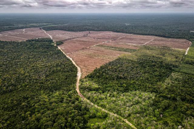 This picture taken on February 11, 2026 shows native forest trees (bottom) and land cleared and prepared for industrial planting (top) in Lahei Mangkutup, Kapuas Regency in Indonesia's Central Kalimantan Province. Vast tracts of Indonesian rainforest home to endangered orangutans have been cleared for plantations supplying a maker of "carbon-neutral" packaging, an investigation by AFP and The Gecko Project has found. (Photo by BAY ISMOYO / AFP) / To go with AFP story Indonesia-forests-climate-orangutans, INVESTIGATION by Sara HUSSEIN