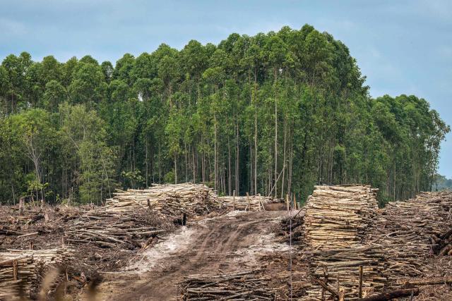 This picture taken on February 11, 2026 shows piles of logs waiting to be transported at a site cleared for industrial planting in Lahei Mangkutup, Kapuas Regency in Indonesia's Central Kalimantan Province. Vast tracts of Indonesian rainforest home to endangered orangutans have been cleared for plantations supplying a maker of "carbon-neutral" packaging, an investigation by AFP and The Gecko Project has found. (Photo by BAY ISMOYO / AFP) / To go with AFP story Indonesia-forests-climate-orangutans, INVESTIGATION by Sara HUSSEIN