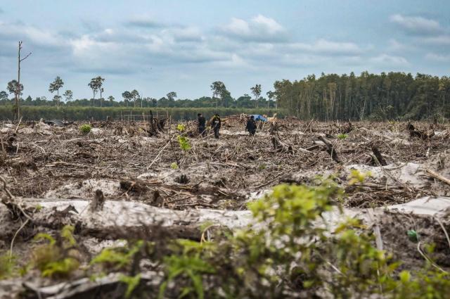 This picture taken on February 11, 2026 shows workers planting industrial crops on land cleared of native forest trees in Lahei Mangkutup, Kapuas Regency in Indonesia's Central Kalimantan Province. Vast tracts of Indonesian rainforest home to endangered orangutans have been cleared for plantations supplying a maker of "carbon-neutral" packaging, an investigation by AFP and The Gecko Project has found. (Photo by BAY ISMOYO / AFP) / To go with AFP story Indonesia-forests-climate-orangutans, INVESTIGATION by Sara HUSSEIN