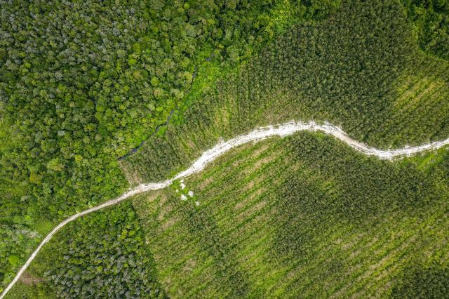 This aerial picture taken on February 11, 2026 shows native forest trees (L) and industrial crops (R) side-by-side in Lahei Mangkutup, Kapuas Regency in Indonesia's Central Kalimantan Province. Vast tracts of Indonesian rainforest home to endangered orangutans have been cleared for plantations supplying a maker of "carbon-neutral" packaging, an investigation by AFP and The Gecko Project has found. (Photo by BAY ISMOYO / AFP) / To go with AFP story Indonesia-forests-climate-orangutans, INVESTIGATION by Sara HUSSEIN