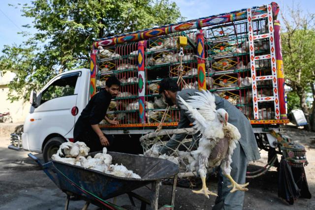 Workers unload chickens from a truck in Islamabad on April 22, 2026. (Photo by Asif HASSAN / AFP)