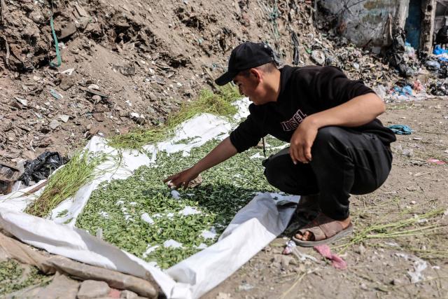 A displaced Palestinian man checks molokhia leaves, also known as jute mallow, normally used in cooking, as he dries them on a sheet, at the tobacco market on Omar Al-Mukhtar Street, which traders and residents say they mix with liquid nicotine and process, as smokers turn to improvised alternatives under continuing restrictions leading to severe shortages in Gaza City and across the enclave on April 19, 2026. In war-ravaged Gaza, where shortages are still acute, some are now smoking home-made roll-ups as a cheaper option as cigarette prices have skyrocketed due to Israel's blockade of many basic goods. Though Gazans normally use molokhia, or jute leaves, for soup, Palestinians now coat the crumbled, dried leaves in liquid nicotine and roll them into cigarettes as a tobacco alternative. (Photo by Omar AL-QATTAA / AFP)