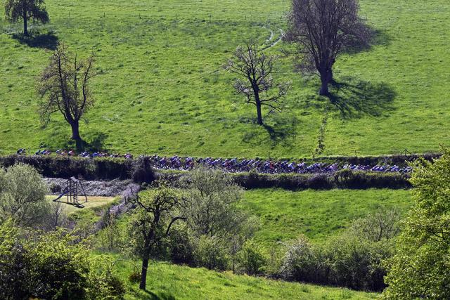 The pack rides during 'La Fleche Wallonne' one day cycling race, 200 km from Herstal to Huy, on April 22, 2026. (Photo by JASPER JACOBS / Belga / AFP) / Belgium OUT