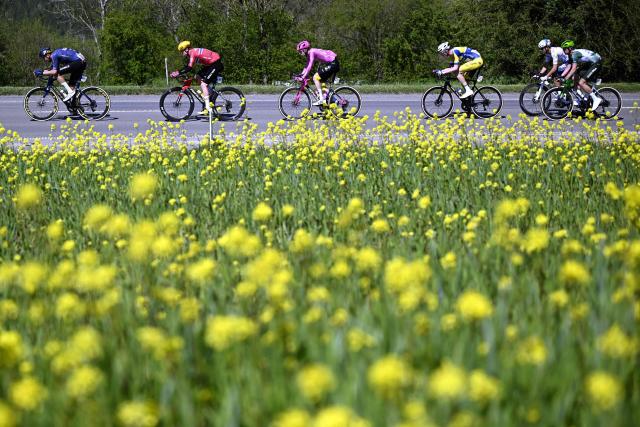 The pack rides during 'La Fleche Wallonne' one day cycling race, 200 km from Herstal to Huy, on April 22, 2026. (Photo by JASPER JACOBS / Belga / AFP) / Belgium OUT