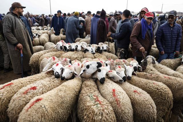 TOPSHOT - Merchants and customers stand near sheep at the Souk Larbia Guffaf livestock market in Khouribga Province, some 150km south of Rabat, on April 22, 2026. Souk Larbia Guffaf is one of the largest local markets and is particularly known for the quality of its livestock. (Photo by Abdel Majid BZIOUAT / AFP)