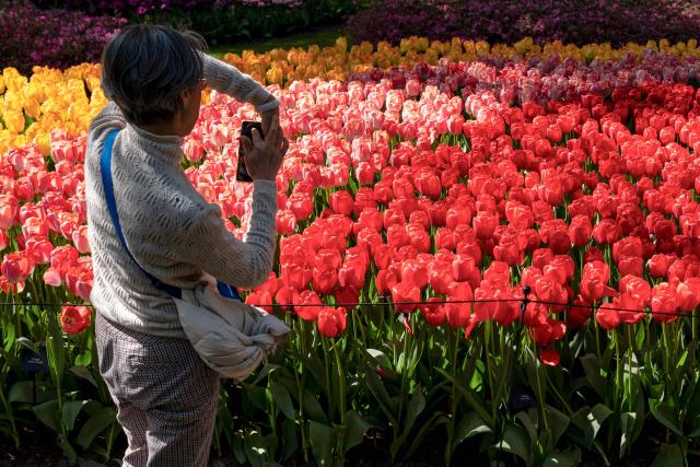 A person takes pictures of tulip flowers at the Keukenhof botanical garden in Lisse on April 22, 2026. (Photo by Lina Selg / AFP)