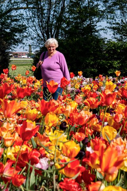 A woman looks at the tulip flowers at the Keukenhof botanical garden in Lisse on April 22, 2026. (Photo by Lina Selg / AFP)