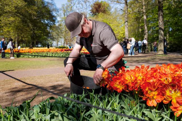 A gardener tends some flowers at the Keukenhof botanical garden in Lisse on April 22, 2026. (Photo by Lina Selg / AFP)