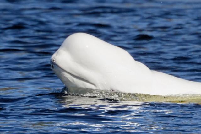 A beluga whale swims in the Drammenselva River in Hokksund, some 50km southwest of Oslo,  on April 23, 2026. The beluga whale is an Arctic species that usually stays futher north, in the waters around Svalbard and Greenland. (Photo by Terje Bendiksby / NTB / AFP) / Norway OUT / ALTERNATIVE CROP