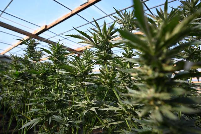 (FILES) Marijuana plants are found growing at an illegal cannabis farm during a raid by San Bernardino County Sheriff's deputies in Newberry Springs, in the western Mojave Desert of Southern California on March 29, 2024. The US government on April 23 made it easier for Americans to use cannabis for medical reasons, according to acting attorney general Todd Blanche. (Photo by Robyn Beck / AFP)