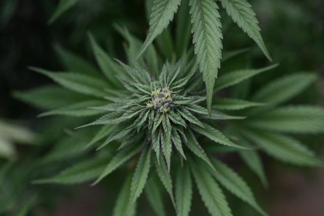 (FILES) Marijuana plants are found growing at an illegal cannabis farm during a raid by San Bernardino County Sheriff's deputies in Newberry Springs, in the western Mojave Desert of Southern California on March 29, 2024. The US government on April 23 made it easier for Americans to use cannabis for medical reasons, according to acting attorney general Todd Blanche. (Photo by Robyn Beck / AFP)