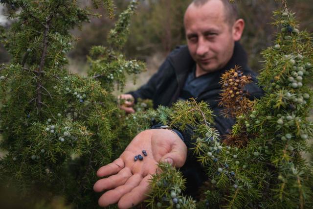 Juniper berry picker Slobodan Velickovic inspects berries on bushes scattered across hills near the southern Serbian city of Vranje on April 15, 2026. In Serbia, as across much of the gin industry, juniper is not farmed but instead gathered from wild bushes by hand. Juniper has declined in parts of Europe over the past few decades particularly in lowland areas where it once grew. Studies show the species is struggling to regenerate in many areas, with climate change, grazing and habitat loss all contributing to declining populations. (Photo by Andrej ISAKOVIC / AFP)