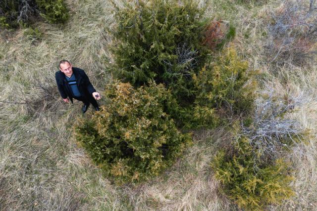 Juniper berry picker Slobodan Velickovic inspects berries on bushes scattered across hills near the southern Serbian city of Vranje on April 15, 2026. In Serbia, as across much of the gin industry, juniper is not farmed but instead gathered from wild bushes by hand. Juniper has declined in parts of Europe over the past few decades particularly in lowland areas where it once grew. Studies show the species is struggling to regenerate in many areas, with climate change, grazing and habitat loss all contributing to declining populations. (Photo by Andrej ISAKOVIC / AFP)