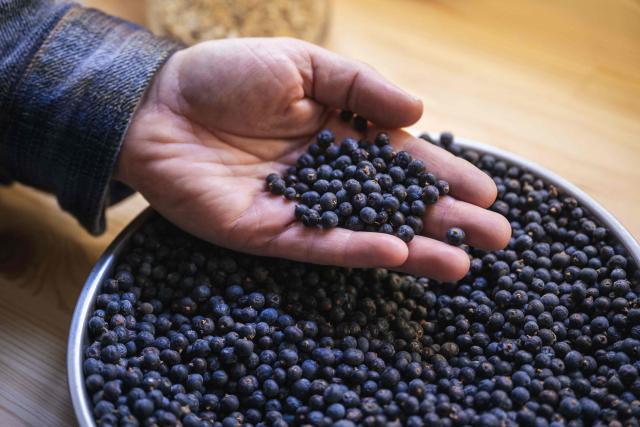 This photograh shows juniper berries at a small gin distillery in the village of Belegis near Stara Pazova, on March 28, 2026. In Serbia, as across much of the gin industry, juniper is not farmed but instead gathered from wild bushes by hand. Juniper has declined in parts of Europe over the past few decades particularly in lowland areas where it once grew. Studies show the species is struggling to regenerate in many areas, with climate change, grazing and habitat loss all contributing to declining populations. (Photo by Andrej ISAKOVIC / AFP)