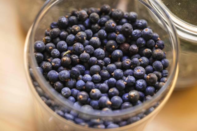 This photograph shows juniper berries at a small gin distillery in the village of Belegis near Stara Pazova, on March 28, 2026. In Serbia, as across much of the gin industry, juniper is not farmed but instead gathered from wild bushes by hand. Juniper has declined in parts of Europe over the past few decades particularly in lowland areas where it once grew. Studies show the species is struggling to regenerate in many areas, with climate change, grazing and habitat loss all contributing to declining populations. (Photo by Andrej ISAKOVIC / AFP)