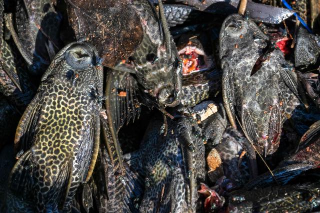 This picture shows suckermouth catfish, an invasive species, caught by government officials in a lake connected to a river in Jakarta on April 24, 2026. (Photo by BAY ISMOYO / AFP)