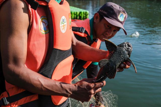 A local government official shows suckermouth catfish, an invasive species, caught in a lake connected to a river in Jakarta on April 24, 2026. (Photo by BAY ISMOYO / AFP)