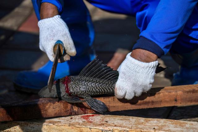 A local government official cuts a suckermouth catfish, an invasive species, caught in a lake connected to a river in Jakarta on April 24, 2026. (Photo by BAY ISMOYO / AFP)