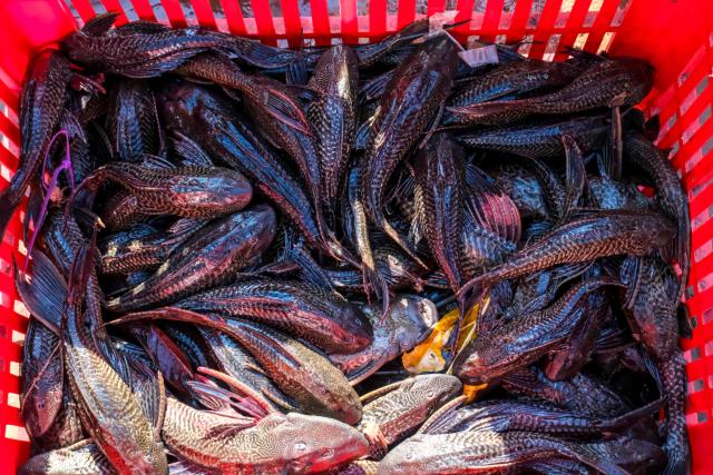 This picture shows suckermouth catfish, an invasive species, caught by government officials in a lake connected to a river in Jakarta on April 24, 2026. (Photo by BAY ISMOYO / AFP)