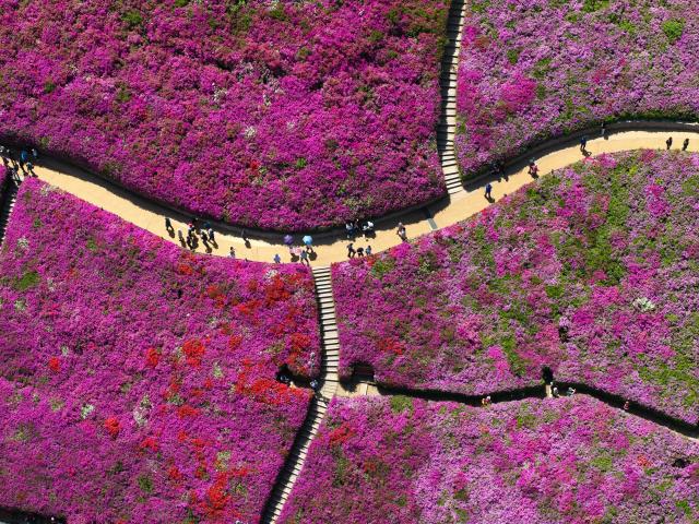 An aerial view shows people visiting a hillside in full bloom with azaleas during the annual Azalea Festival in Gunpo on April 24, 2026. (Photo by Jung Yeon-je / AFP)