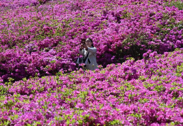 A woman takes a selfie among azaleas in full bloom during the annual Azalea Festival in Gunpo on April 24, 2026. (Photo by Jung Yeon-je / AFP)