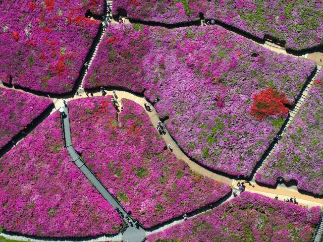 An aerial view shows people visiting a hillside in full bloom with azaleas during the annual Azalea Festival in Gunpo on April 24, 2026. (Photo by Jung Yeon-je / AFP)