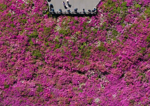 An aerial view shows people visiting a hillside in full bloom with azaleas during the annual Azalea Festival in Gunpo on April 24, 2026. (Photo by Jung Yeon-je / AFP)