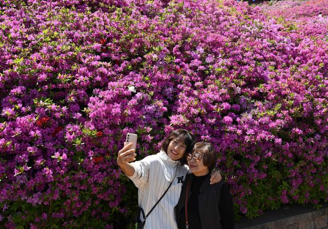 Visitors take a selfie among azaleas in full bloom during the annual Azalea Festival in Gunpo on April 24, 2026. (Photo by Jung Yeon-je / AFP)