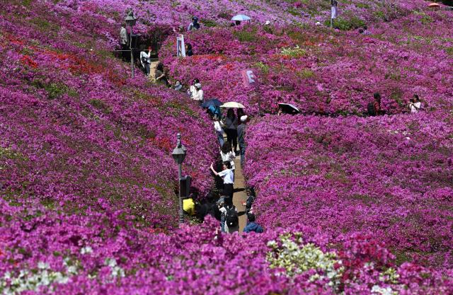 Visitors take pictures among azaleas in full bloom during the annual Azalea Festival in Gunpo on April 24, 2026. (Photo by Jung Yeon-je / AFP)