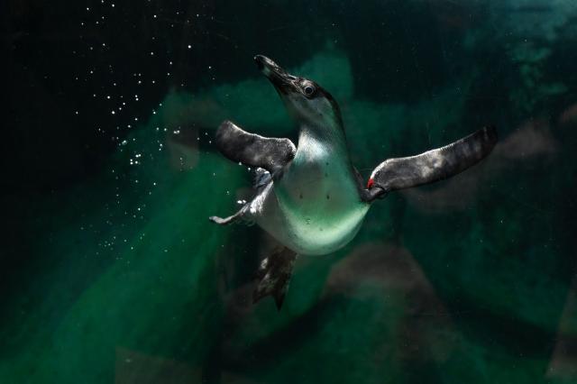 A four-month-old Humboldt penguin named “Nanci” is presented to the press at the La Aurora Zoo in Guatemala City on April 24, 2026. “Nanci” and “Campito” are the latest Humboldt penguin chicks born at the zoo since France donated a small colony of the aquatic birds in 2013. (Photo by Johan ORDONEZ / AFP)