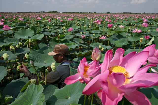 A farmer harvests lotus fruits from a field in Kandal province on April 25, 2026. (Photo by TANG CHHIN Sothy / AFP)