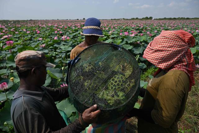 Farmers harvest lotus fruits from a field in Kandal province on April 25, 2026. (Photo by TANG CHHIN Sothy / AFP)