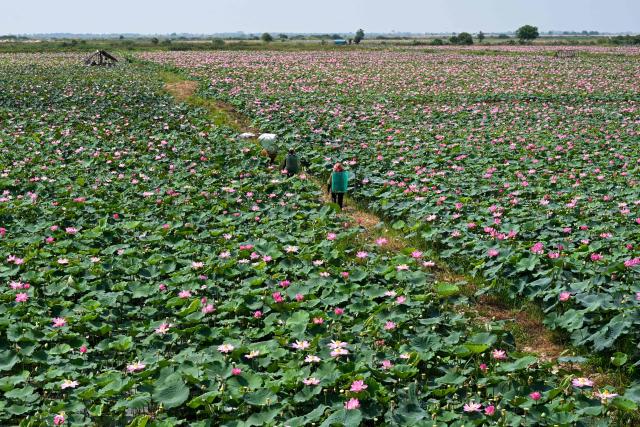 Farmers harvest lotus fruits from a field in Kandal province on April 25, 2026. (Photo by TANG CHHIN Sothy / AFP)