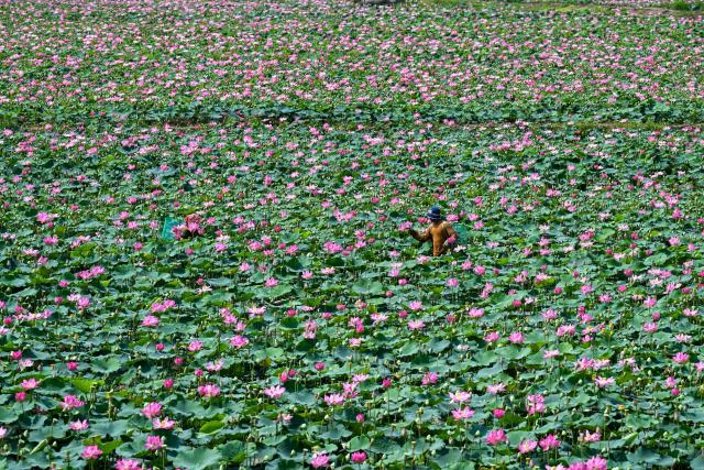 Farmers harvest lotus fruits from a field in Kandal province on April 25, 2026. (Photo by TANG CHHIN Sothy / AFP)