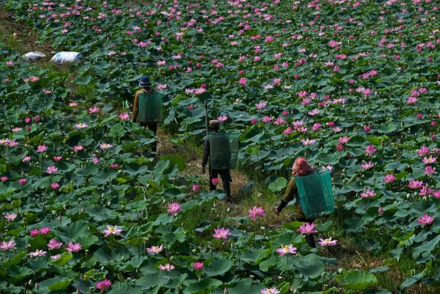 Farmers harvest lotus fruits from a field in Kandal province on April 25, 2026. (Photo by TANG CHHIN Sothy / AFP)