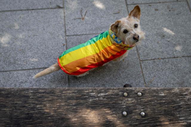 A dog dressed with a rainbow flag looks on during a demonstration of LGBT organisations in Warsaw on April 25, 2026. The LGBT organisations point out that the Polish government has not implemented landmark rulings of the European Court of Human Rights that require Poland to recognize same-sex marriages concluded in other EU member states. (Photo by Wojtek RADWANSKI / AFP)