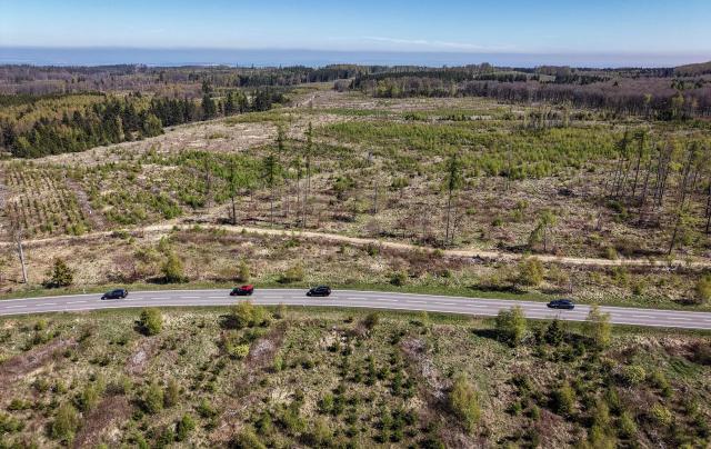 An aerial picture taken on April 25, 2026 shows mature trees and newly planted trees near Friedrichsbrunn in the Harz region in eastern Germany. Active reforestation measures are underway around Friedrichsbrunn to transform the spruce monocultures, which have been destroyed by bark beetles and drought, into a climate-resilient mixed forest. (Photo by RONNY HARTMANN / AFP)