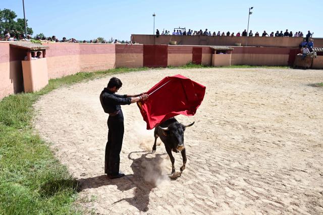 French matador Carlos Olsina attends a tienta at the Ganaderia (ranch) Marge in Vendres, near Beziers, Southern France on April 25, 2025. A tienta de toros (more commonly called tienta) is a practice within bull breeding, is a test carried out on a ranch to evaluate the cows’ behaviour, nobility, strength, and way of charging are tested. This test serve to select the mothers of future fighting bulls. (Photo by Gabriel BOUYS / AFP)