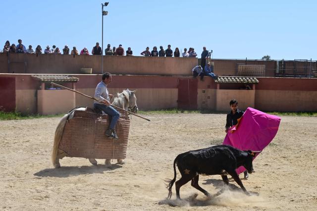 French matador Carlos Olsina attends a tienta at the Ganaderia (ranch) Marge in Vendres, near Beziers, Southern France on April 25, 2025. A tienta de toros (more commonly called tienta) is a practice within bull breeding, is a test carried out on a ranch to evaluate the cows’ behaviour, nobility, strength, and way of charging are tested. This test serve to select the mothers of future fighting bulls. (Photo by Gabriel BOUYS / AFP)
