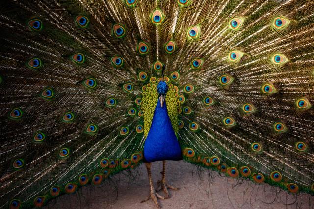 A peacock is seen at the Parc Floral de Vincennes, in Vincennes, eastern Paris, on April 25, 2026. (Photo by Dimitar DILKOFF / AFP)