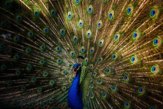 A peacock is seen at the Parc Floral de Vincennes, in Vincennes, eastern Paris, on April 25, 2026. (Photo by Dimitar DILKOFF / AFP)