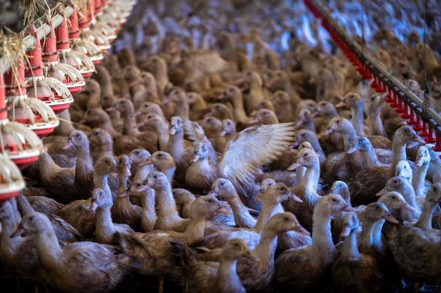 (FILES) Female ducks bred for the production of foie gras are confined in a shed on November 28, 2022 in Sarrant, southwestern France, to prevent the risk of contamination by avian flu. The risk level for avian influenza in mainland France will be lowered starting on April 27, 2026, from “high” to “moderate,” according to a decree published in the Official Journal. (Photo by Lionel BONAVENTURE / AFP)
